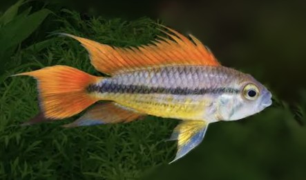 Apistograma Orange Flash